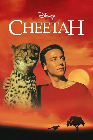 Cheetah Poster